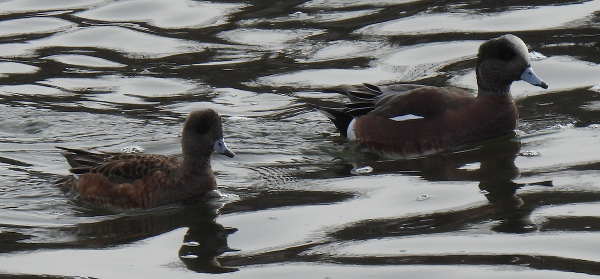 American Wigeon - Susanne Meidel