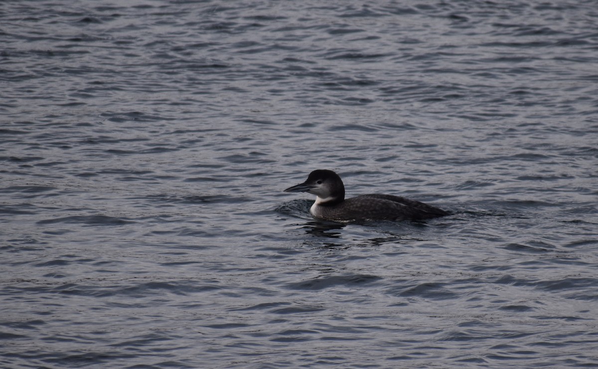 Common Loon - ML613191615