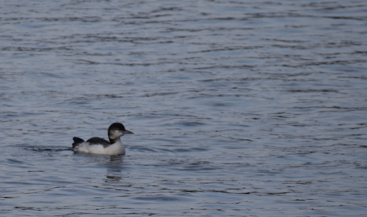 Common Loon - ML613191620