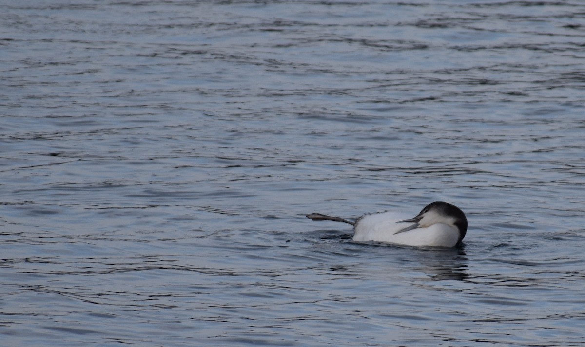 Common Loon - ML613191624