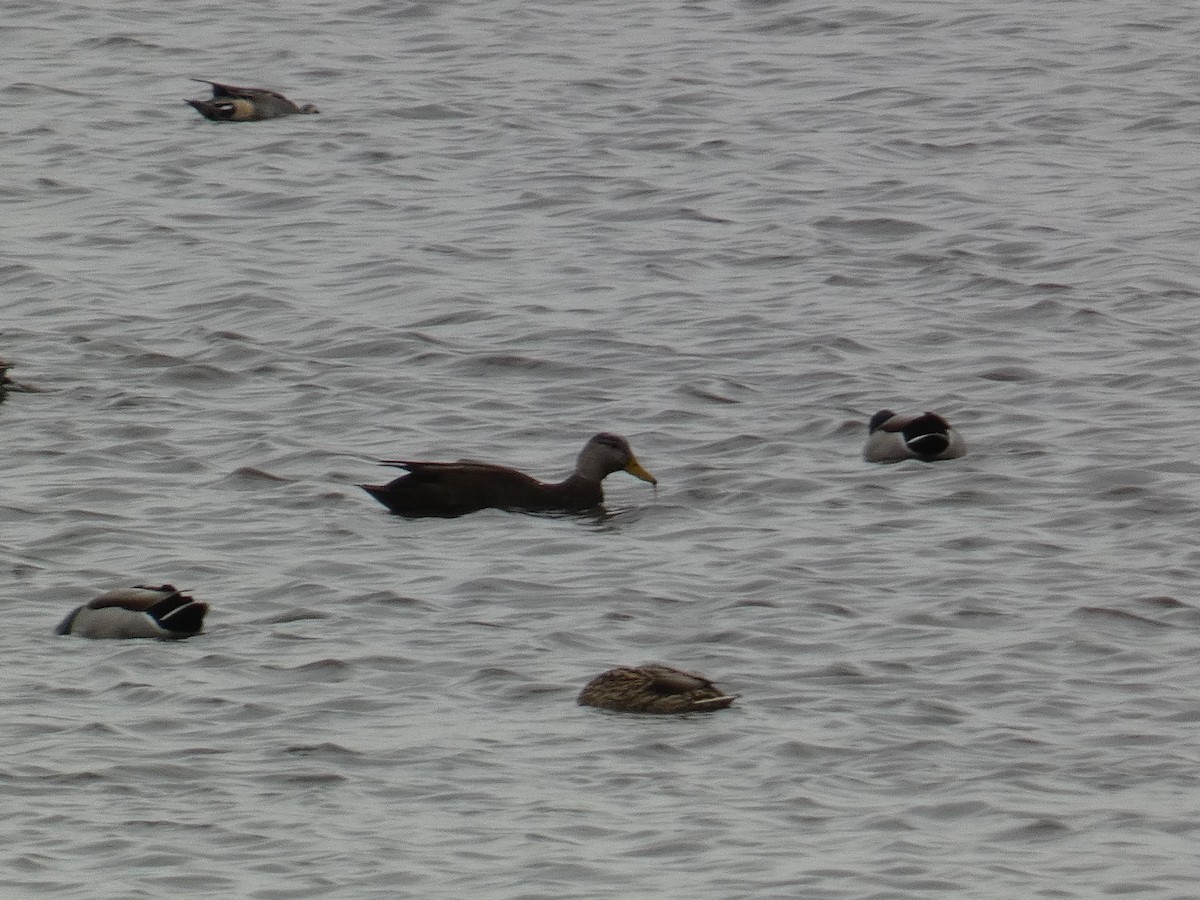 American Black Duck - Xavier Parra Cuenca