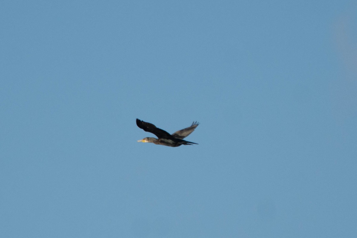 Great Cormorant - Jirawut Jannoi