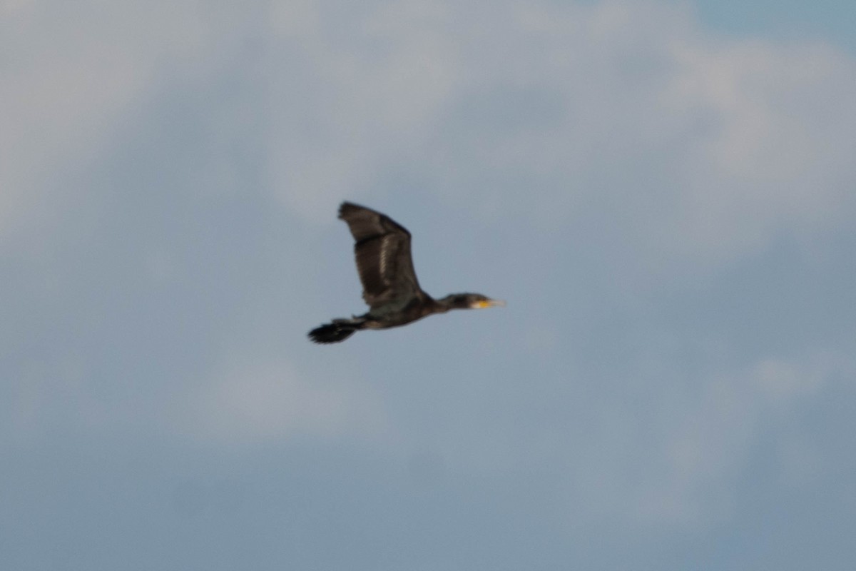 Great Cormorant - ML613191687