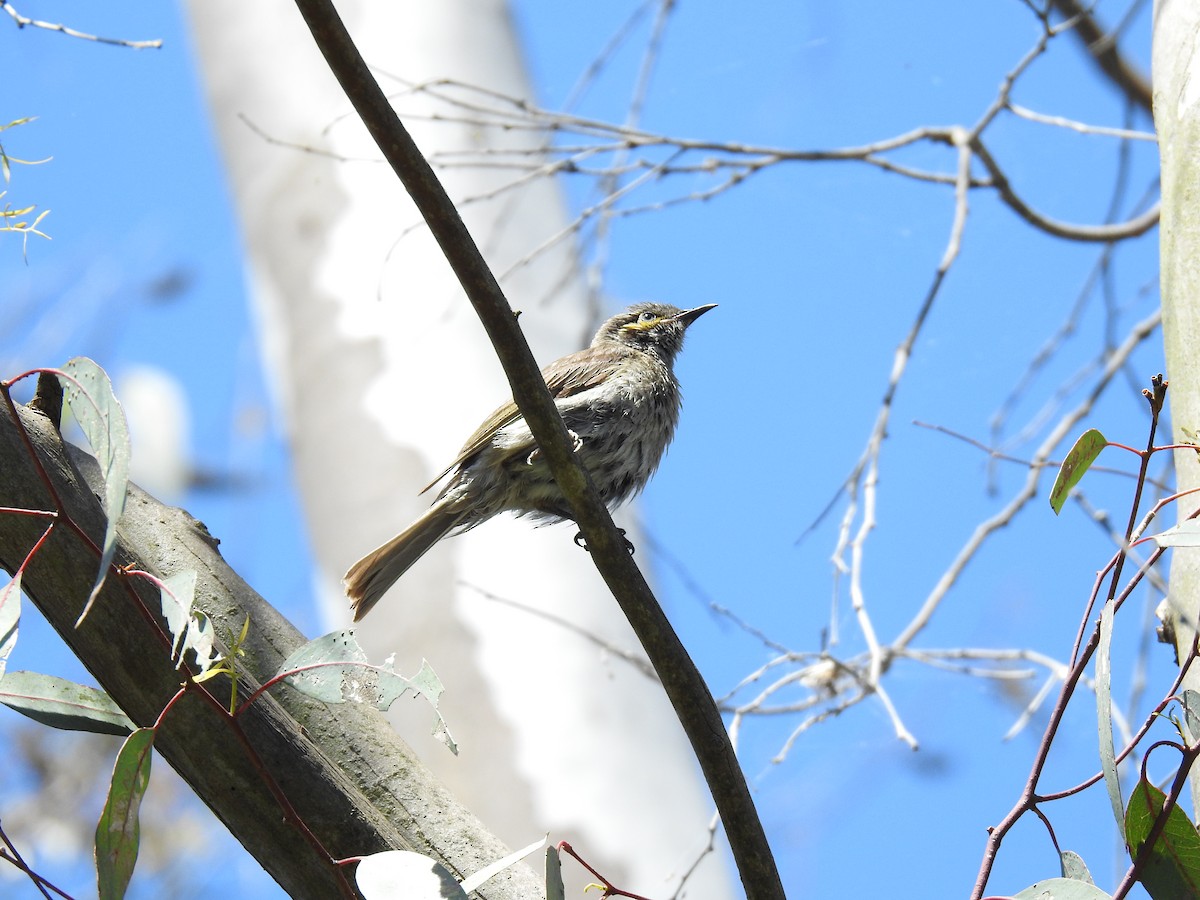 Yellow-faced Honeyeater - sharon dodd