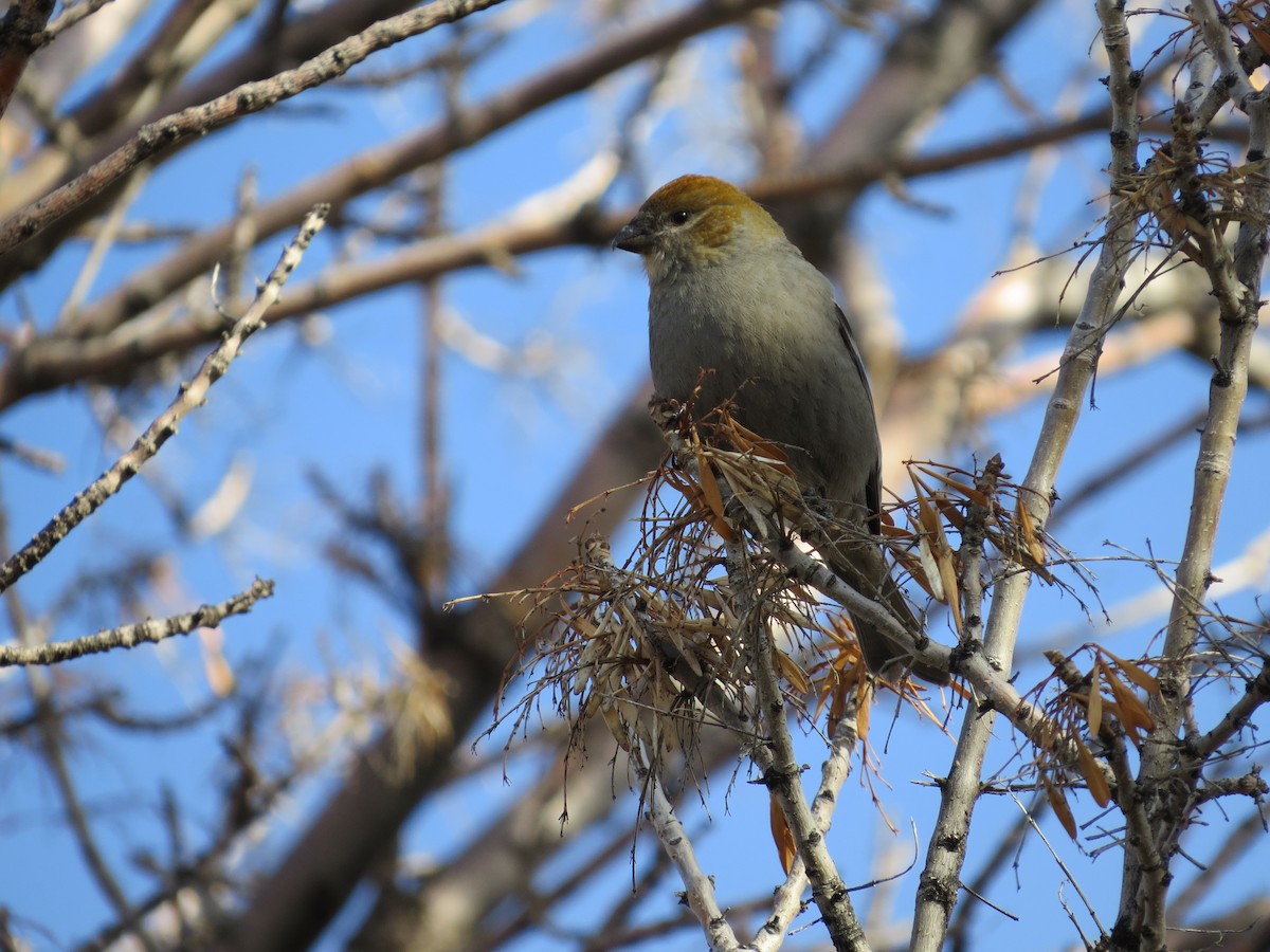 Pine Grosbeak - ML613191986