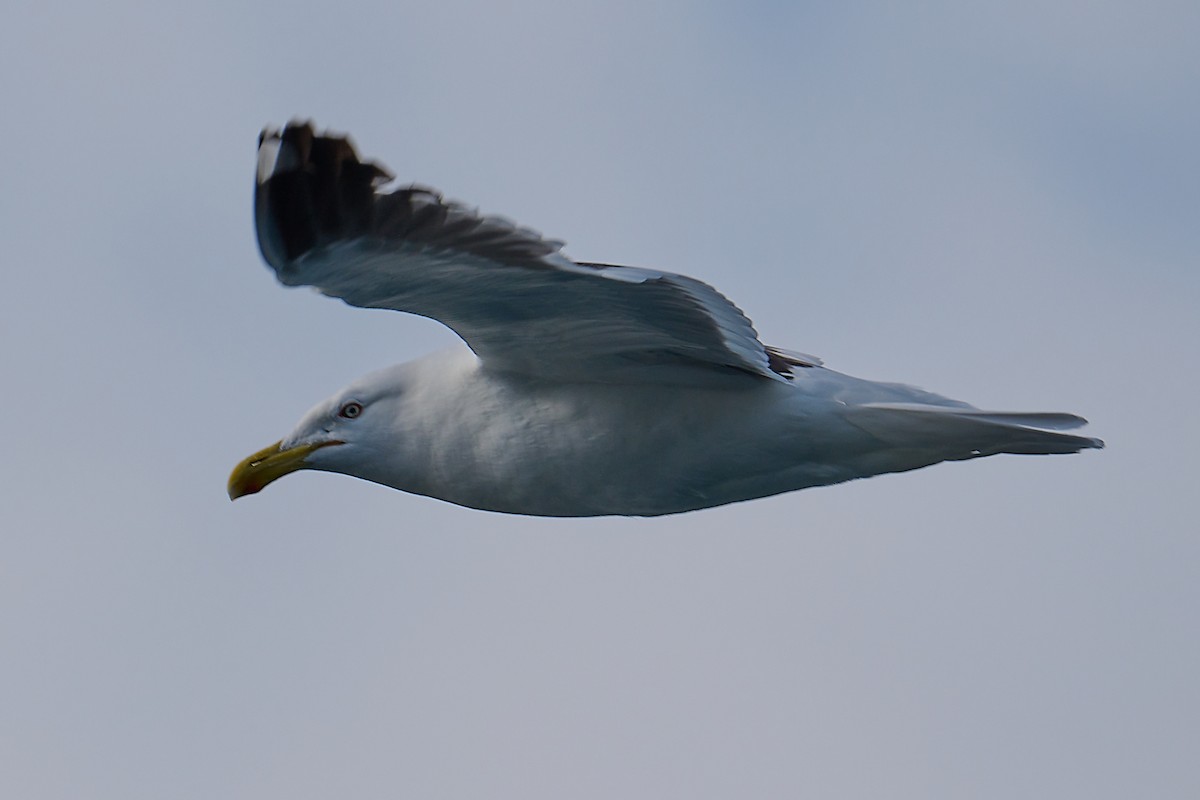 Kelp Gull - ML613192040