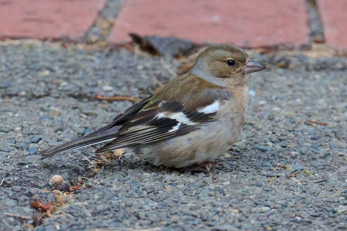 Common Chaffinch - ML613192063