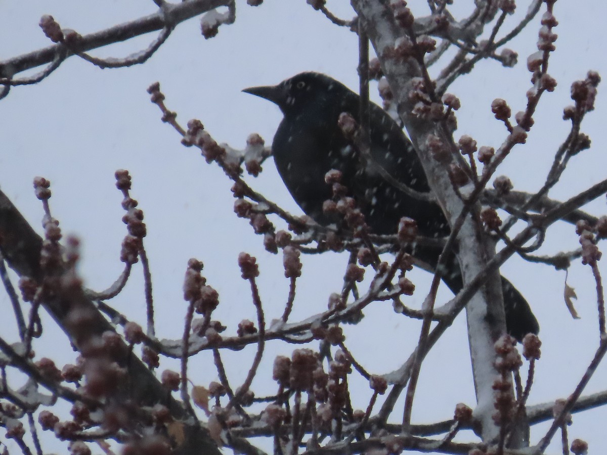 Common Grackle - ML613192071