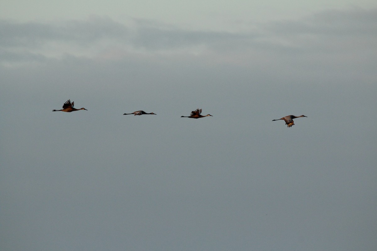 Sandhill Crane - Robin Cooper