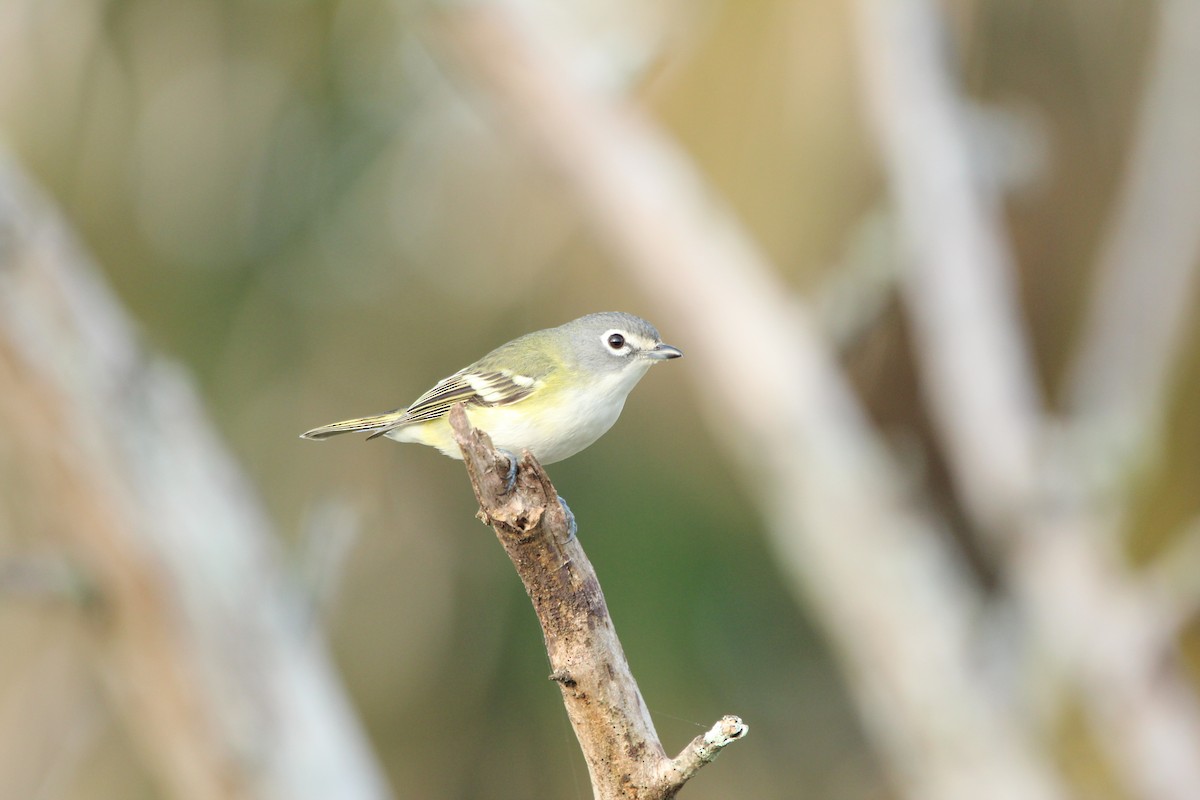 Mavi Başlı Vireo - ML613192161