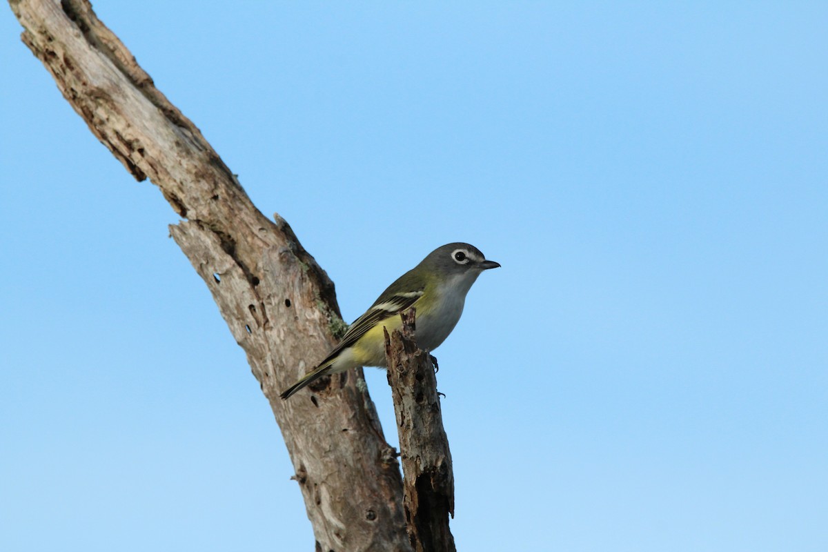 Mavi Başlı Vireo - ML613192162