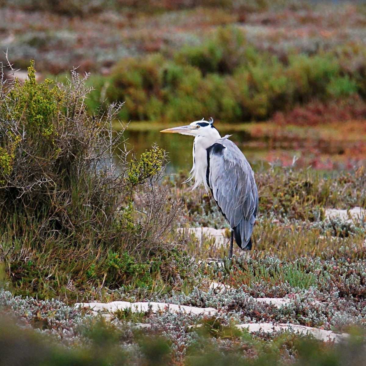 Gray Heron (Gray) - ML613192163