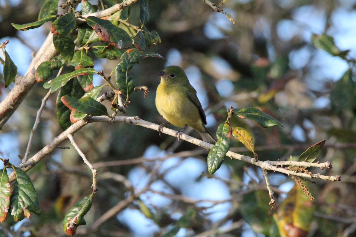 Painted Bunting - ML613192177