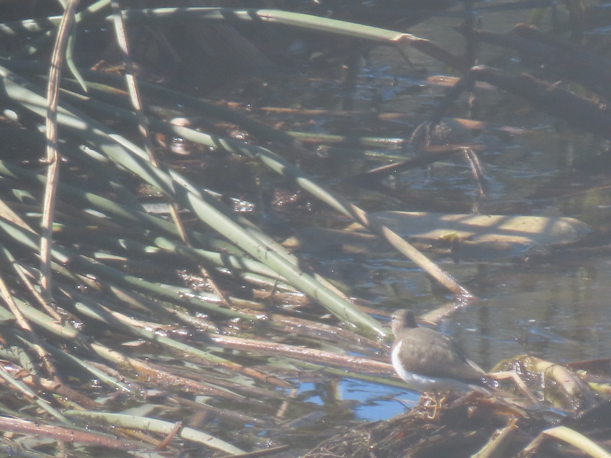 Spotted Sandpiper - ML613192204