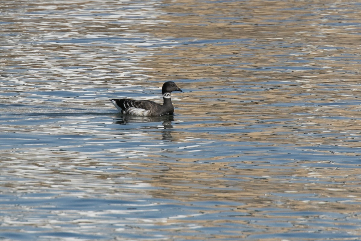 Brant - ML613192227