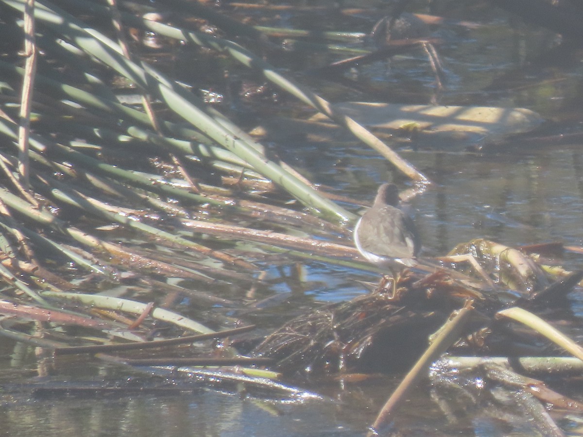 Spotted Sandpiper - ML613192235