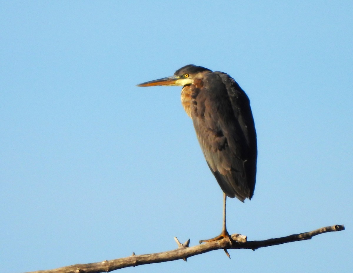 Great Blue Heron - Jan Thom