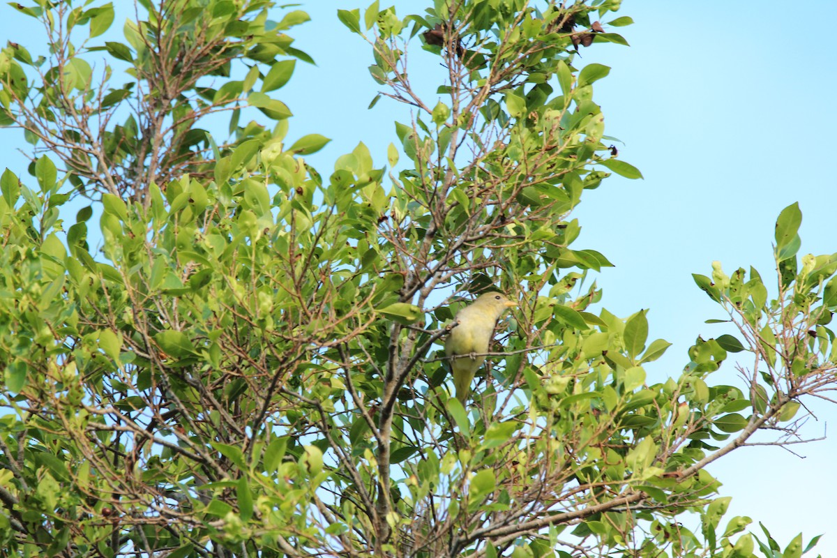 Western Tanager - ML613192331