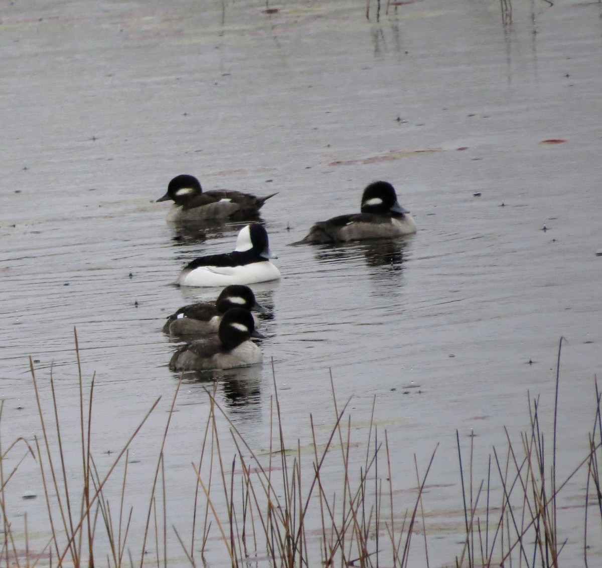 Bufflehead - Linda Vanderveen