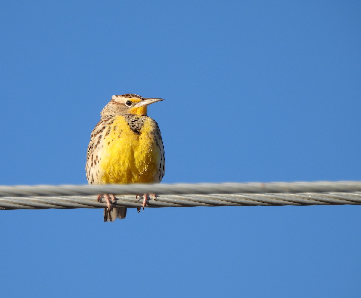 Western Meadowlark - ML613192341