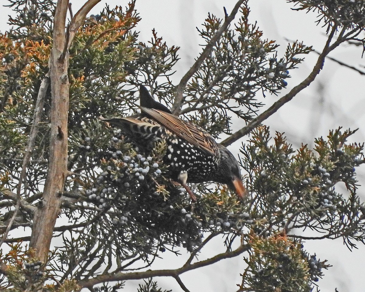 European Starling - ML613192382