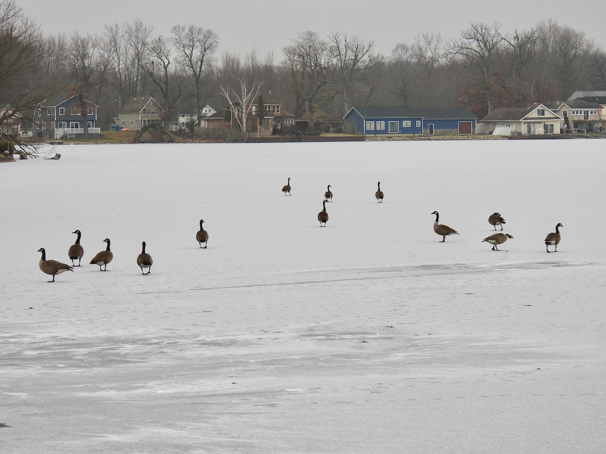 Canada Goose - ML613192396