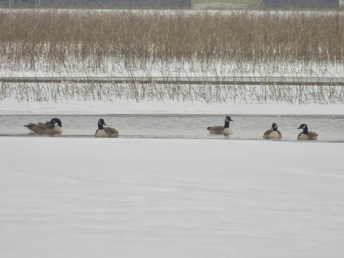 Canada Goose - ML613192397