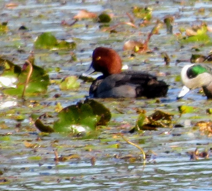 Redhead - Linda Vanderveen