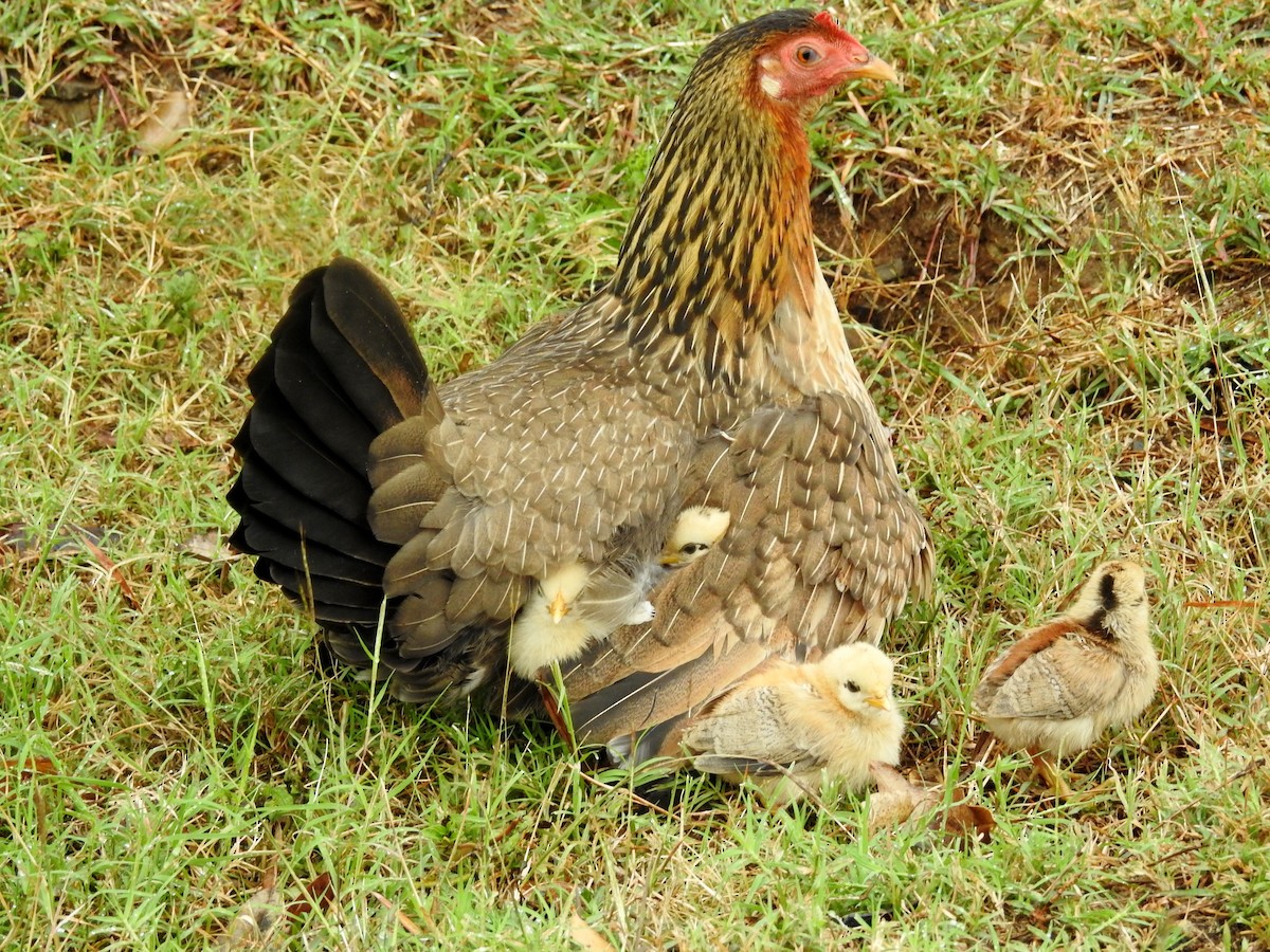 Тэжээмэл тахиа - ML613192442