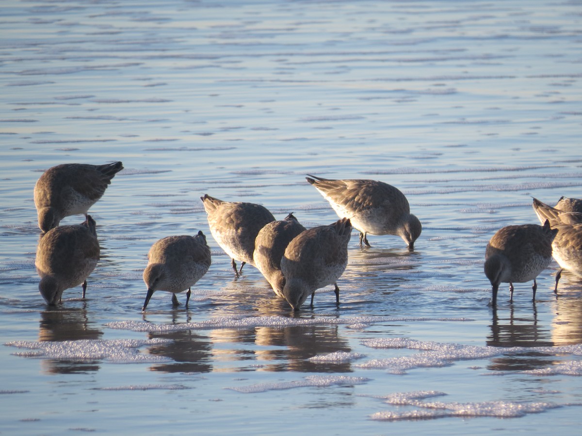 Red Knot - ML613192472