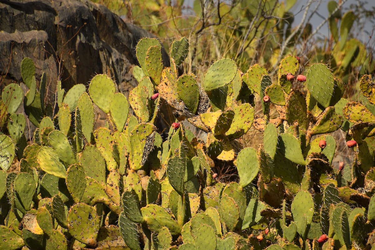 Cactus Wren - ML613192505