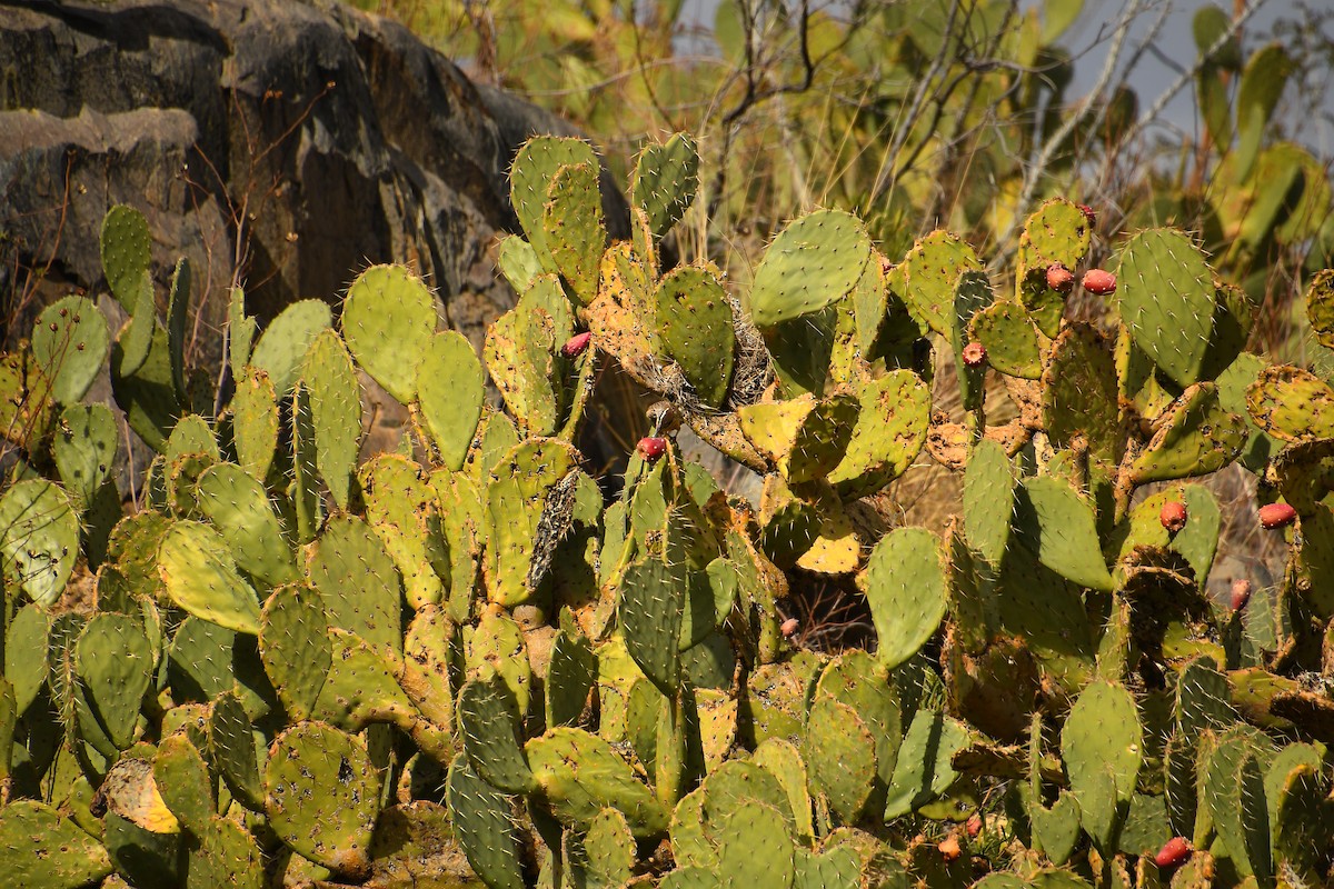 Cactus Wren - ML613192506