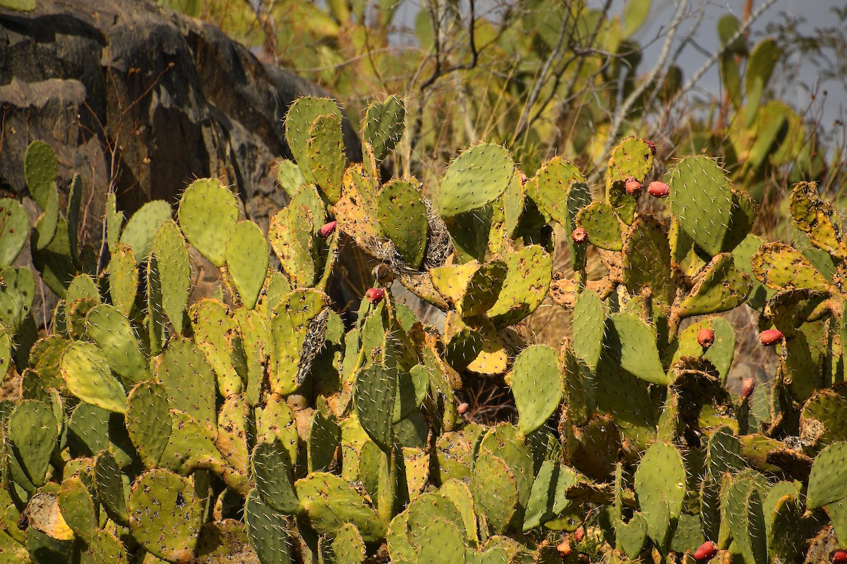 Kaktuszaunkönig - ML613192507