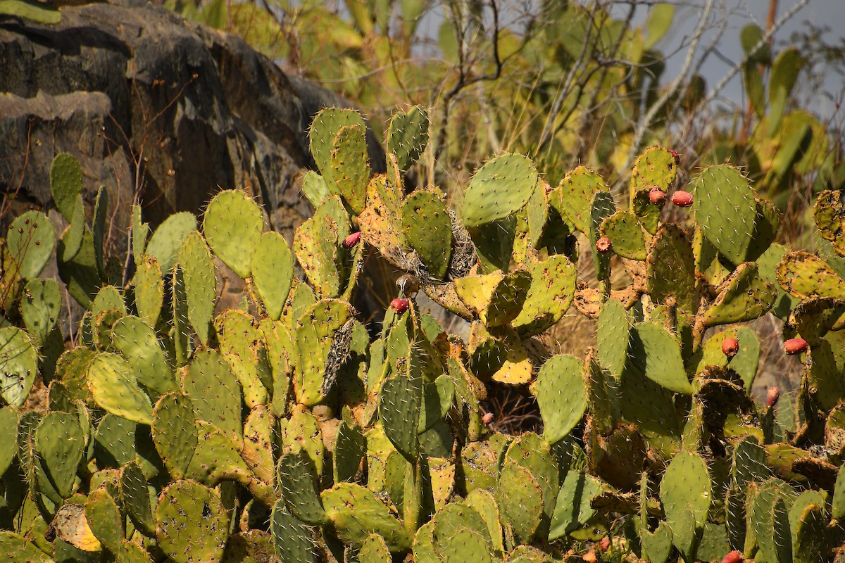 Cactus Wren - ML613192508