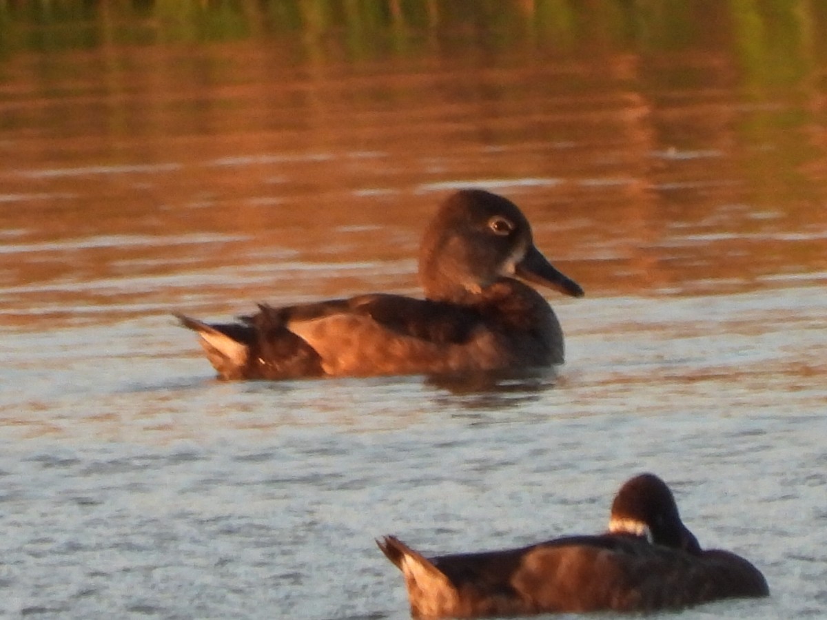 Ring-necked Duck - ML613192527