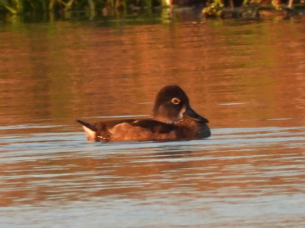 Ring-necked Duck - ML613192528
