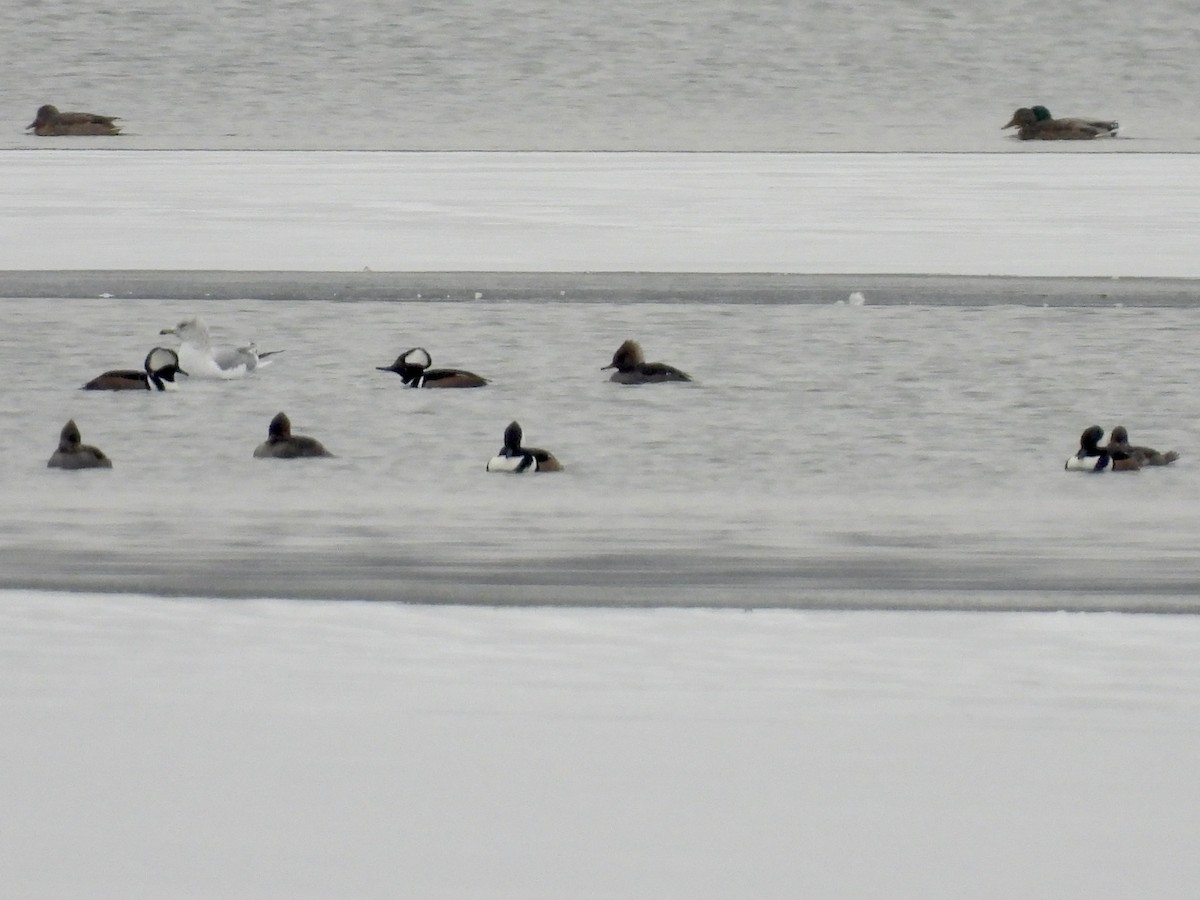 Hooded Merganser - ML613192530