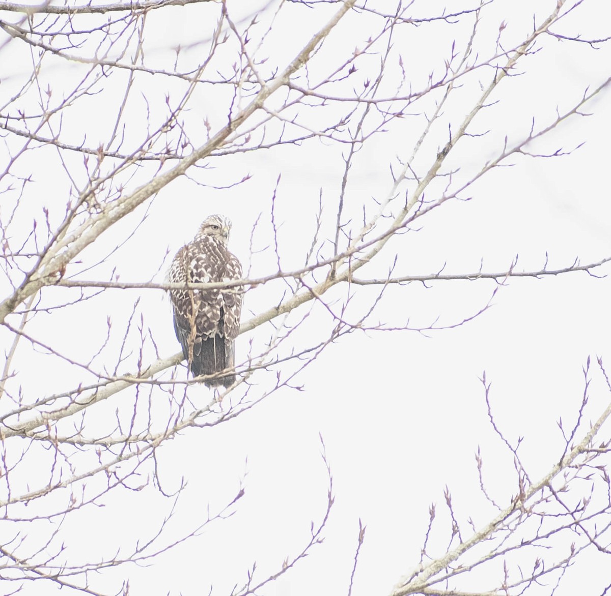 Red-tailed Hawk (Harlan's) - ML613192544