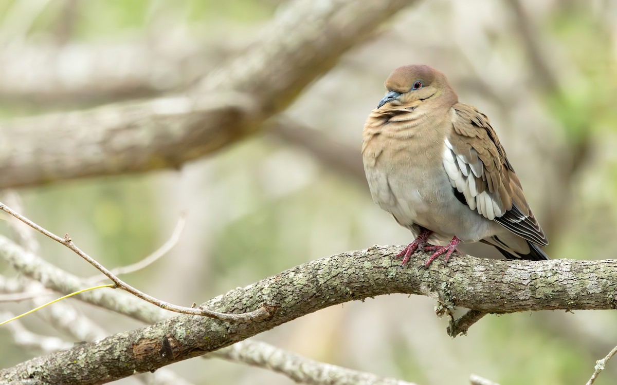 White-winged Dove - ML613192561