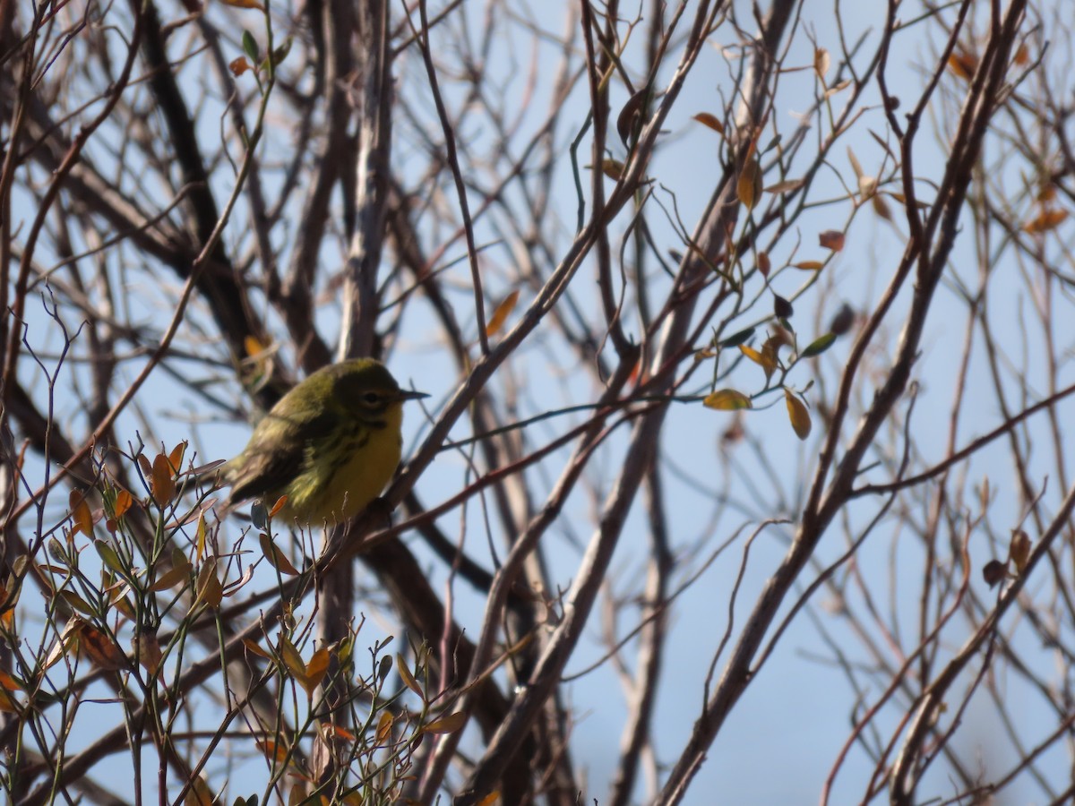 Prairie Warbler - ML613192586