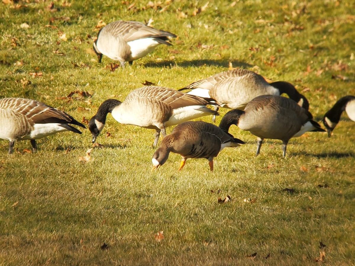 Greater White-fronted Goose - ML613192600
