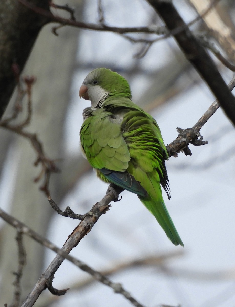 Monk Parakeet - ML613192601