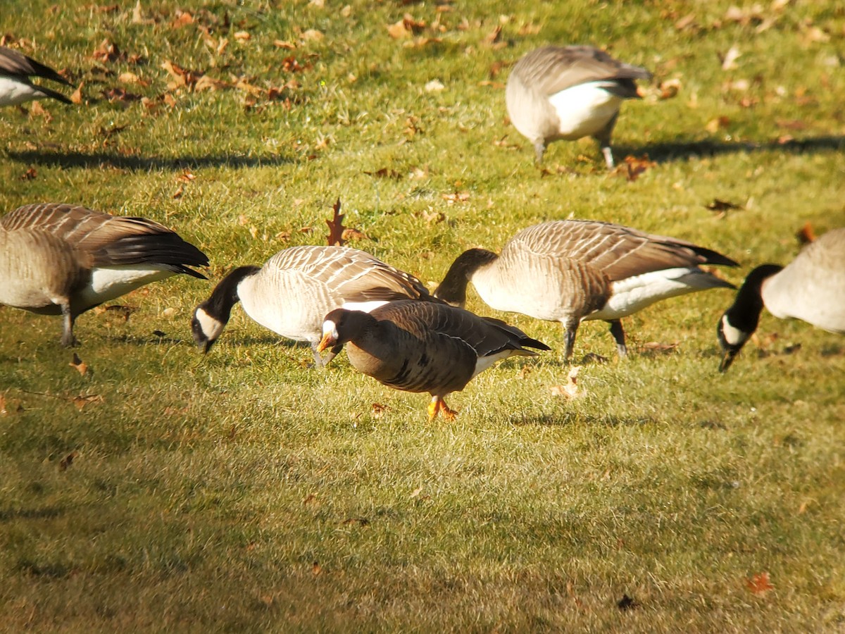 Greater White-fronted Goose - ML613192602
