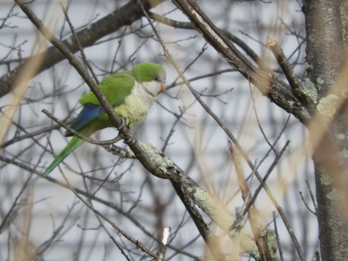 Monk Parakeet - Laura Markley