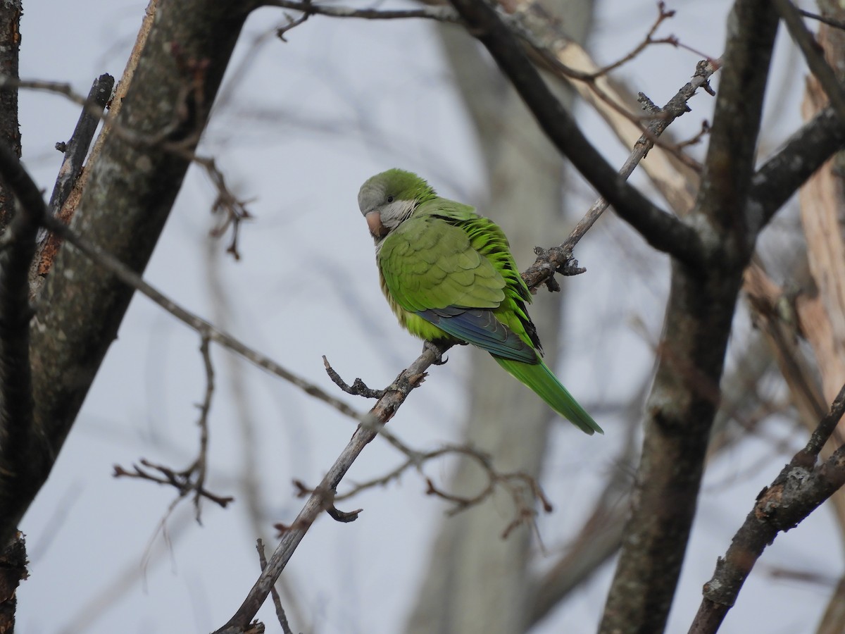 Monk Parakeet - ML613192669