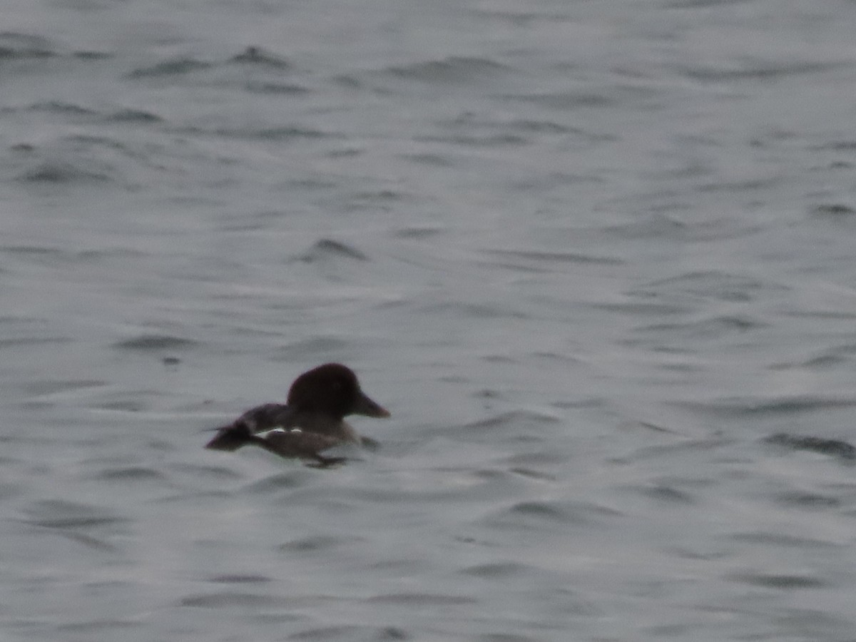 Common Goldeneye - ML613192675