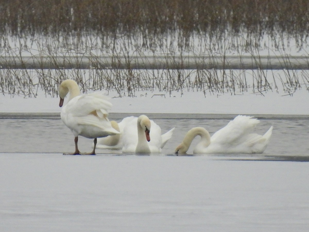 Cygne tuberculé - ML613192682