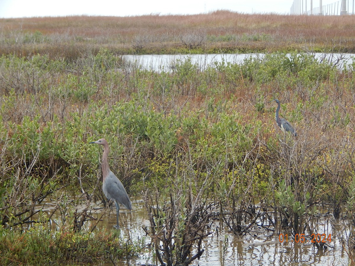 Reddish Egret - ML613192736