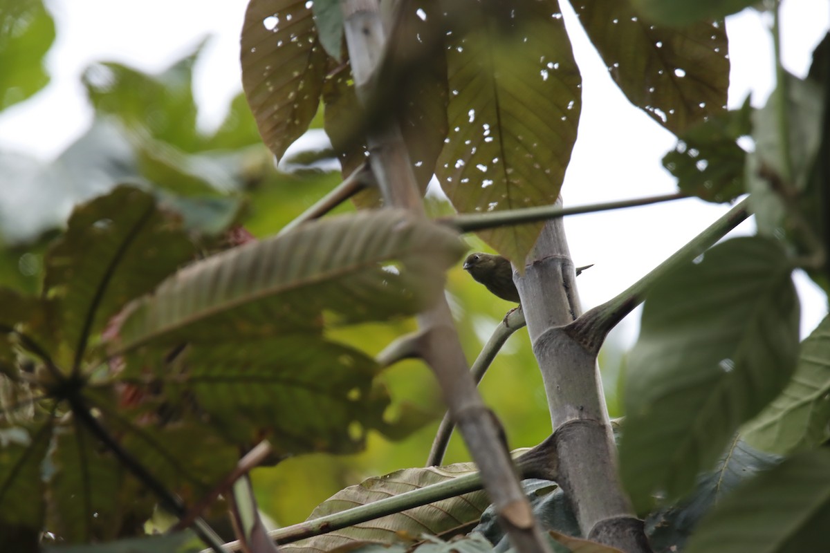 Slaty Finch - ML613192738