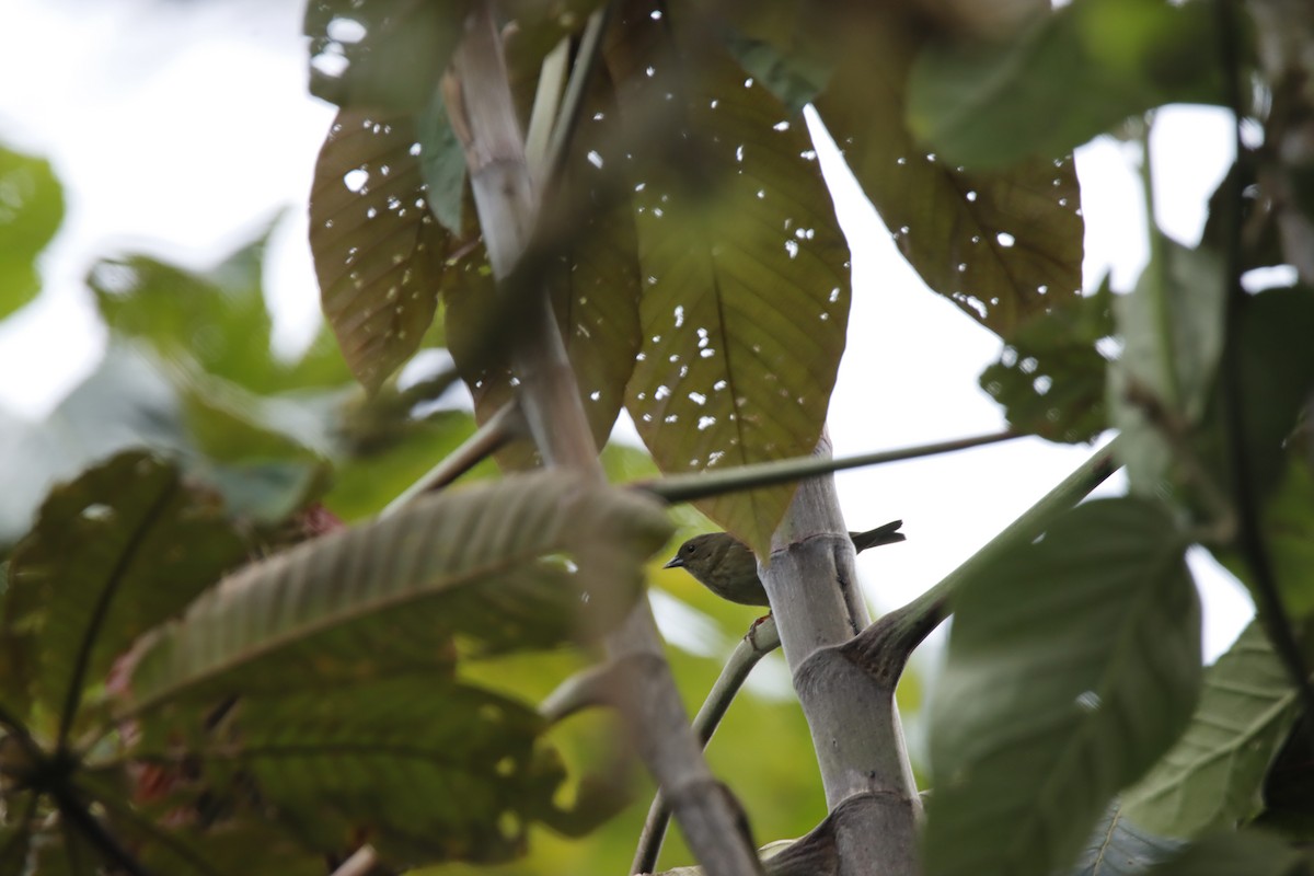 Slaty Finch - ML613192739